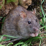 species Rattus norvegicus- rat