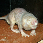 species Heterocephalus glaber- Naked mole rat