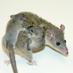 species Monodelphis domestica- opossum