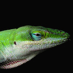 species Anolis carolinensis- green anole