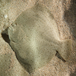 species Scophthalmus maximus- Turbot