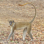 species Chlorocebus sabaeus- Green monkey