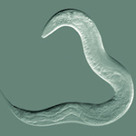 species Caenorhabditis elegans- nematode