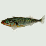 species Gasterosteus aculeatus- Three-spined stickleback