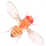 species Drosophila simulans- 