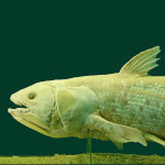 species Latimeria chalumnae- Coelacanth