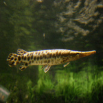 species Lepisosteus oculatus- Spotted gar