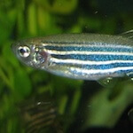 species Danio rerio- zebrafish