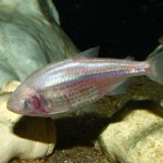 species Astyanax mexicanus- Blind cave fish