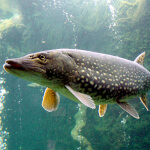 species Esox lucius- Northern pike