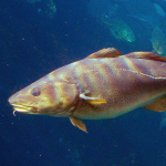 species Gadus morhua- Atlantic cod