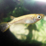 species Oryzias latipes- Japanese rice fish