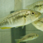 Astatotilapia calliptera