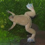 species Xenopus tropicalis- western clawed frog