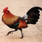 species Gallus gallus- chicken
