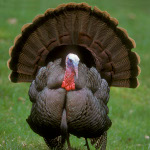 species Meleagris gallopavo- Wild turkey