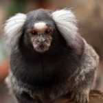 species Callithrix jacchus- White-tufted-ear marmoset