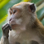 species Macaca fascicularis- Crab-eating macaque