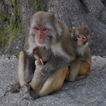 species Macaca mulatta- macaque