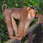 species Macaca nemestrina- Pig-tailed macaque