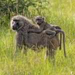 species Papio anubis- Olive baboon