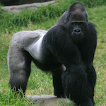 species Gorilla gorilla- gorilla