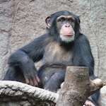 species Pan troglodytes- chimpanzee