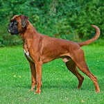 species Canis lupus familiaris- dog