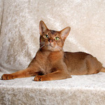 species Felis catus- cat