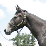 species Equus caballus- horse