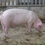 species Sus scrofa- pig