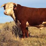 species Bos taurus- cattle