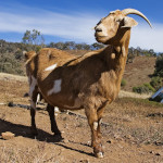 species Capra hircus- Goat