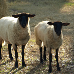 species Ovis aries- Sheep