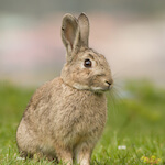 species Oryctolagus cuniculus- rabbit